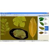 LA-S型植物葉面積、病斑、蟲損、葉色分檔分析儀系統(tǒng)